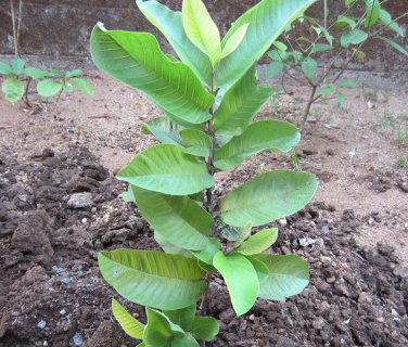 Guava Plants