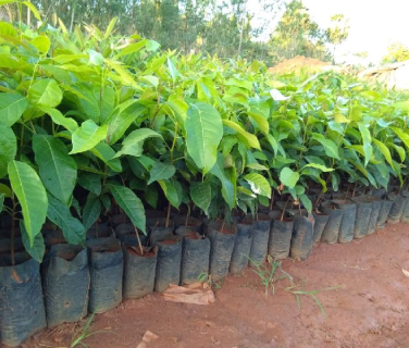 Mahogany Plants
