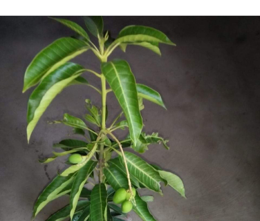 Mango Plants