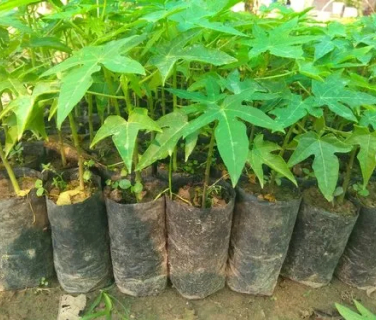Papaya plants