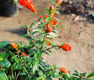 Pomegranate Plants