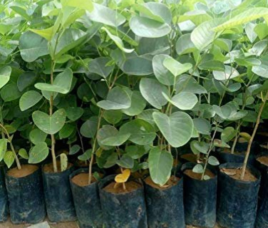 Red Sandalwood Plants